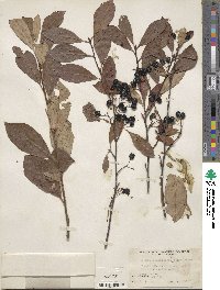 Aronia melanocarpa image