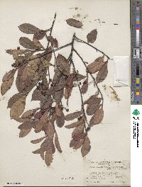 Aronia melanocarpa image