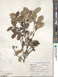 Photinia floribunda image