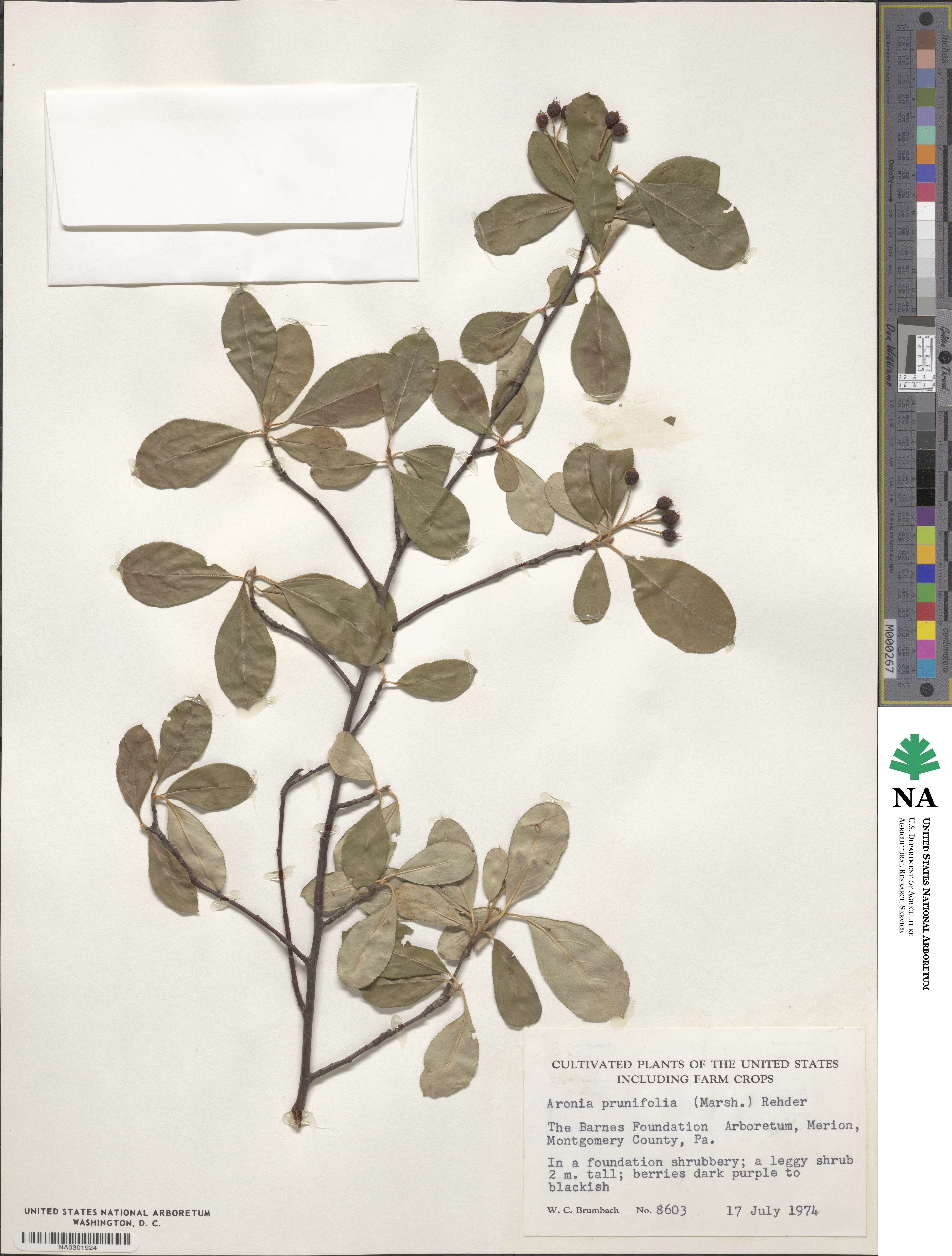 Photinia floribunda image
