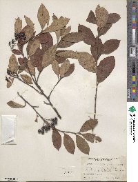 Photinia floribunda image