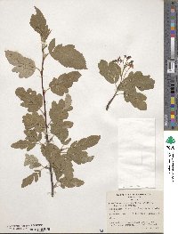 ×Sorbaronia sorbifolia image