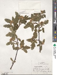 ×Sorbaronia sorbifolia image