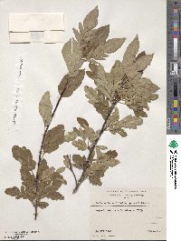 ×Sorbaronia sorbifolia image