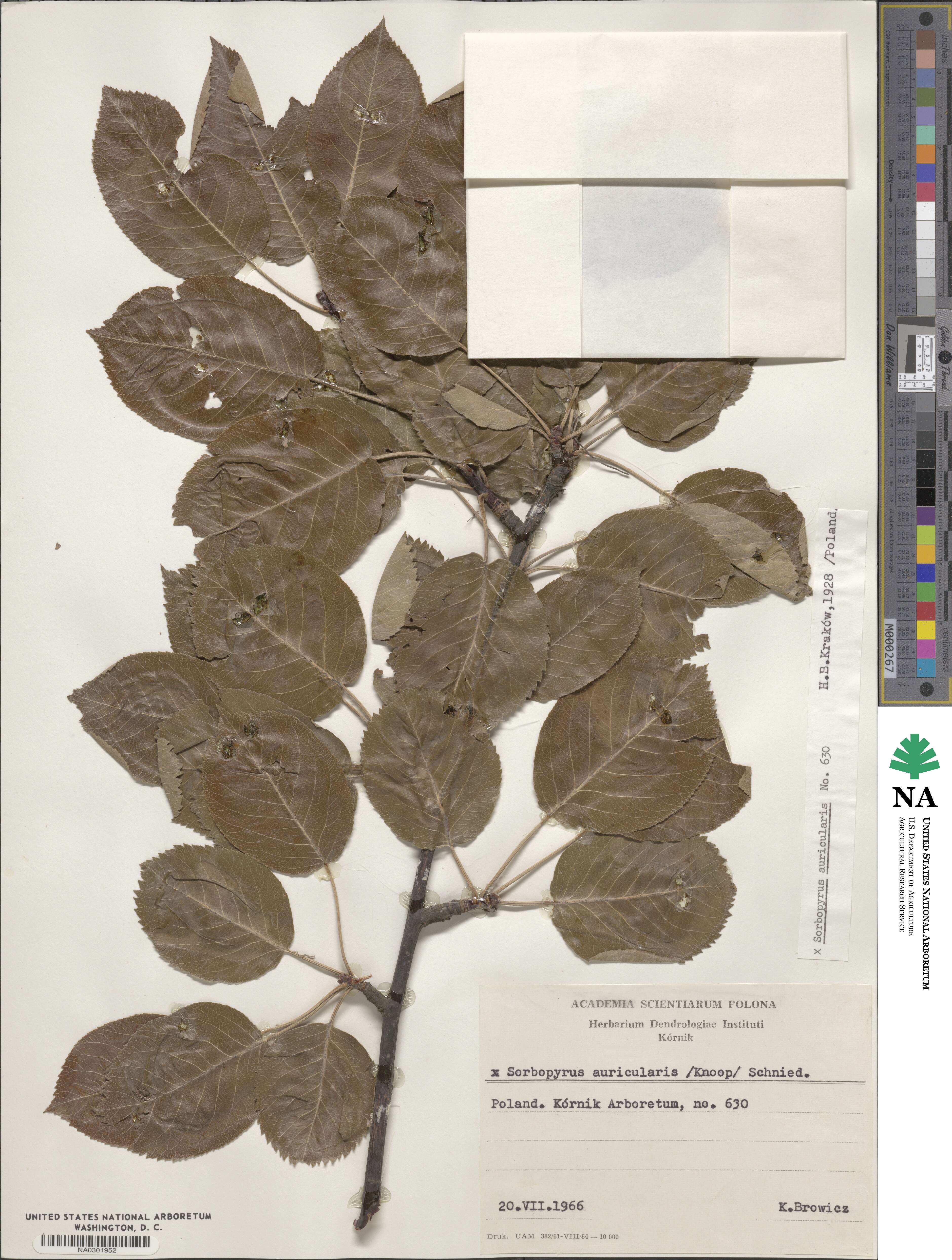 ×Sorbopyrus auricularis image