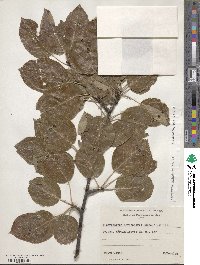 ×Sorbopyrus auricularis image