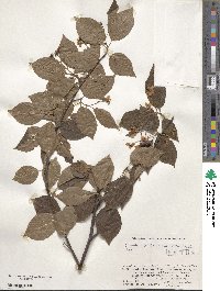 Sorbus alnifolia image