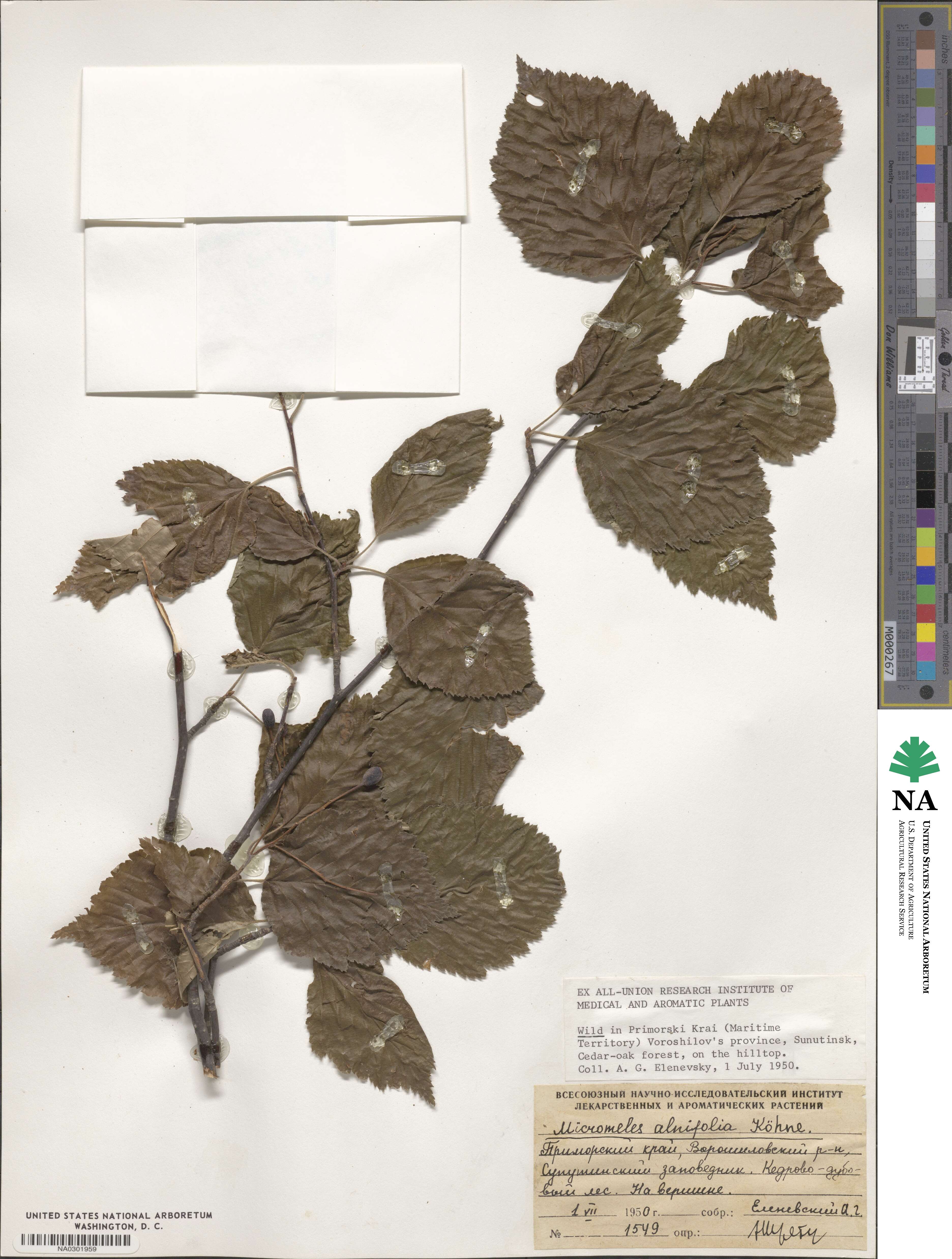 Sorbus alnifolia image