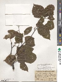 Sorbus alnifolia image