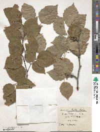 Sorbus alnifolia image