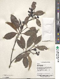 Rhaphiolepis indica image