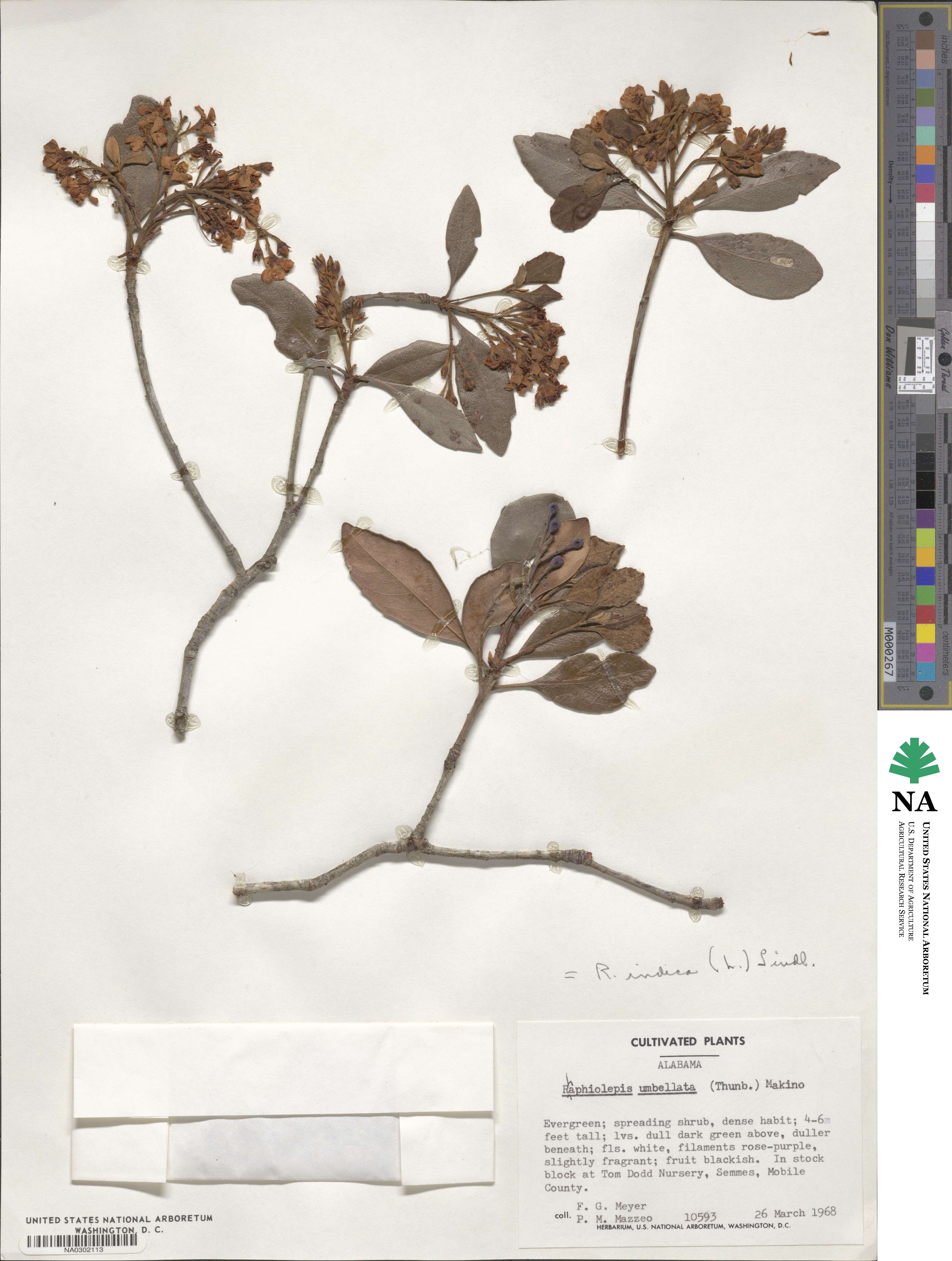 Rhaphiolepis indica image
