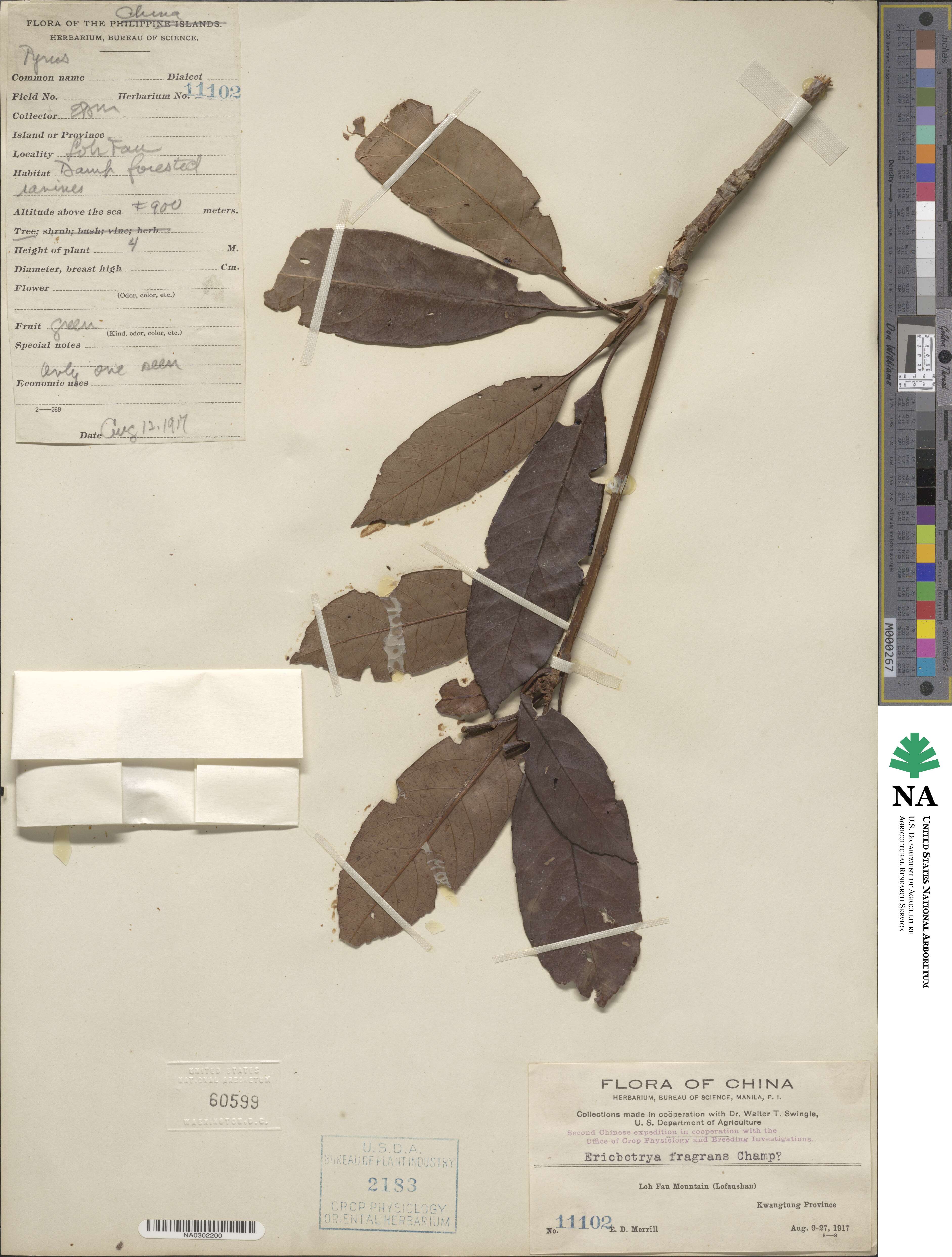 Rhaphiolepis williamtelliana image