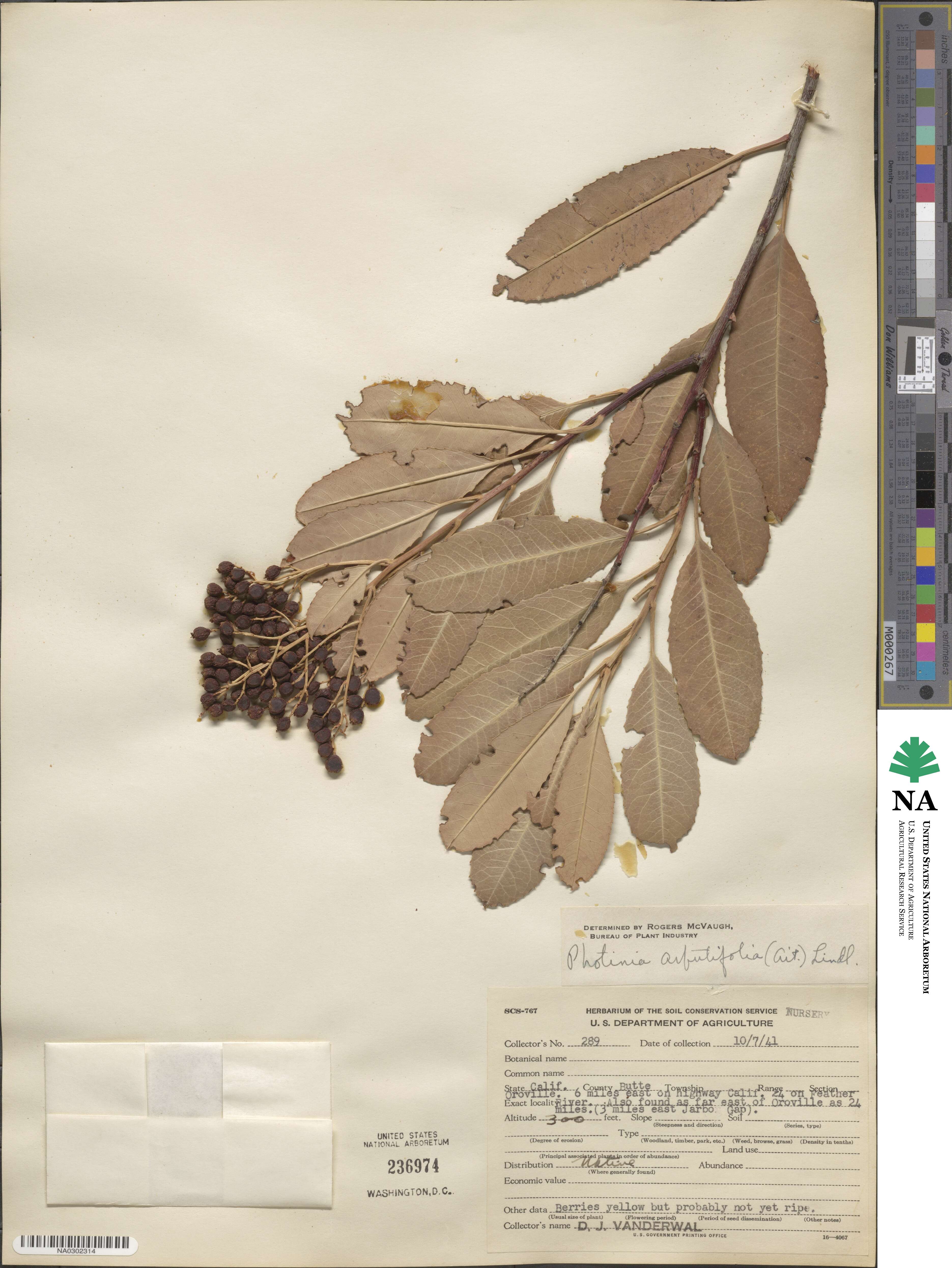 Heteromeles arbutifolia image