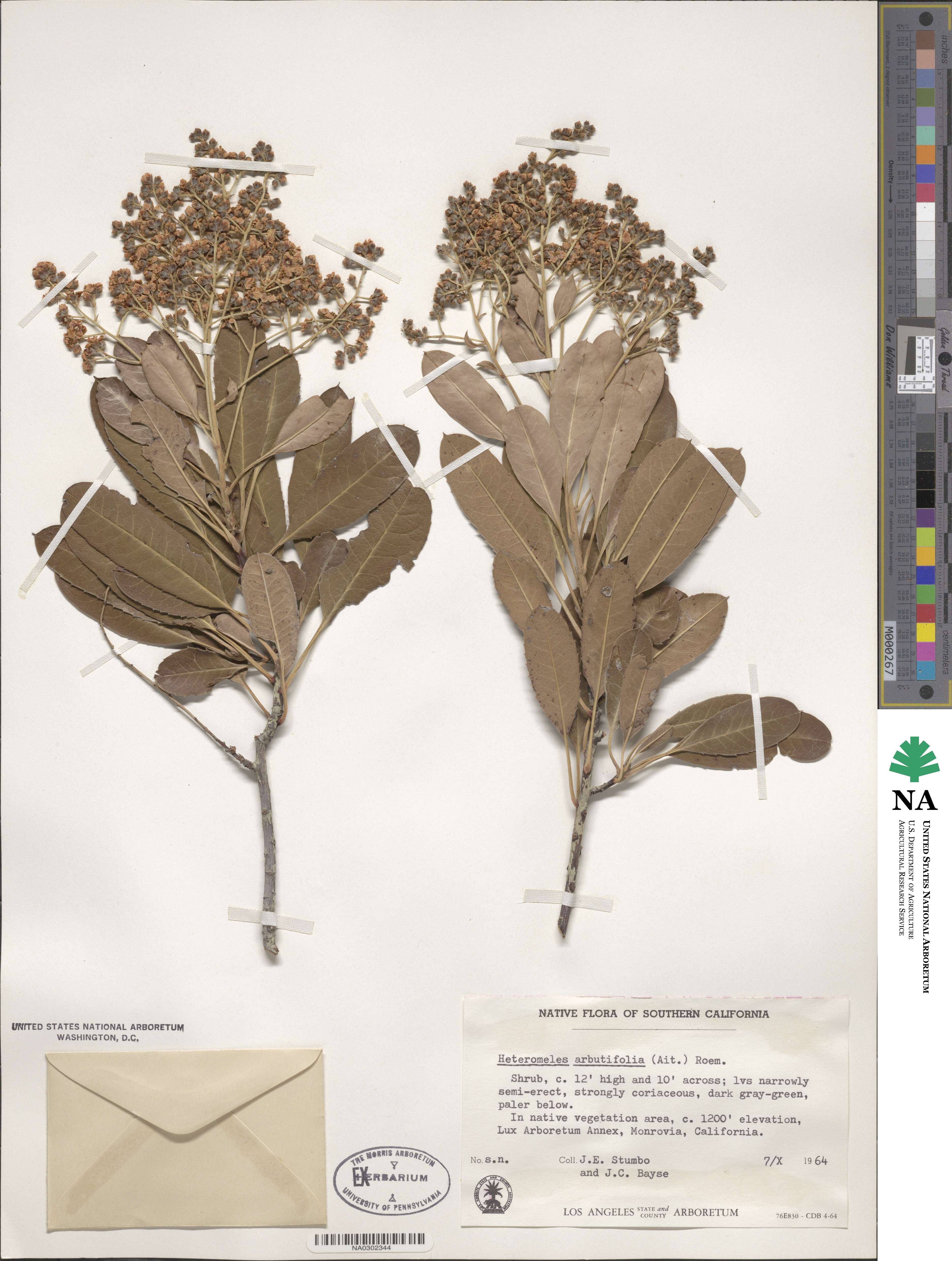 Heteromeles arbutifolia image