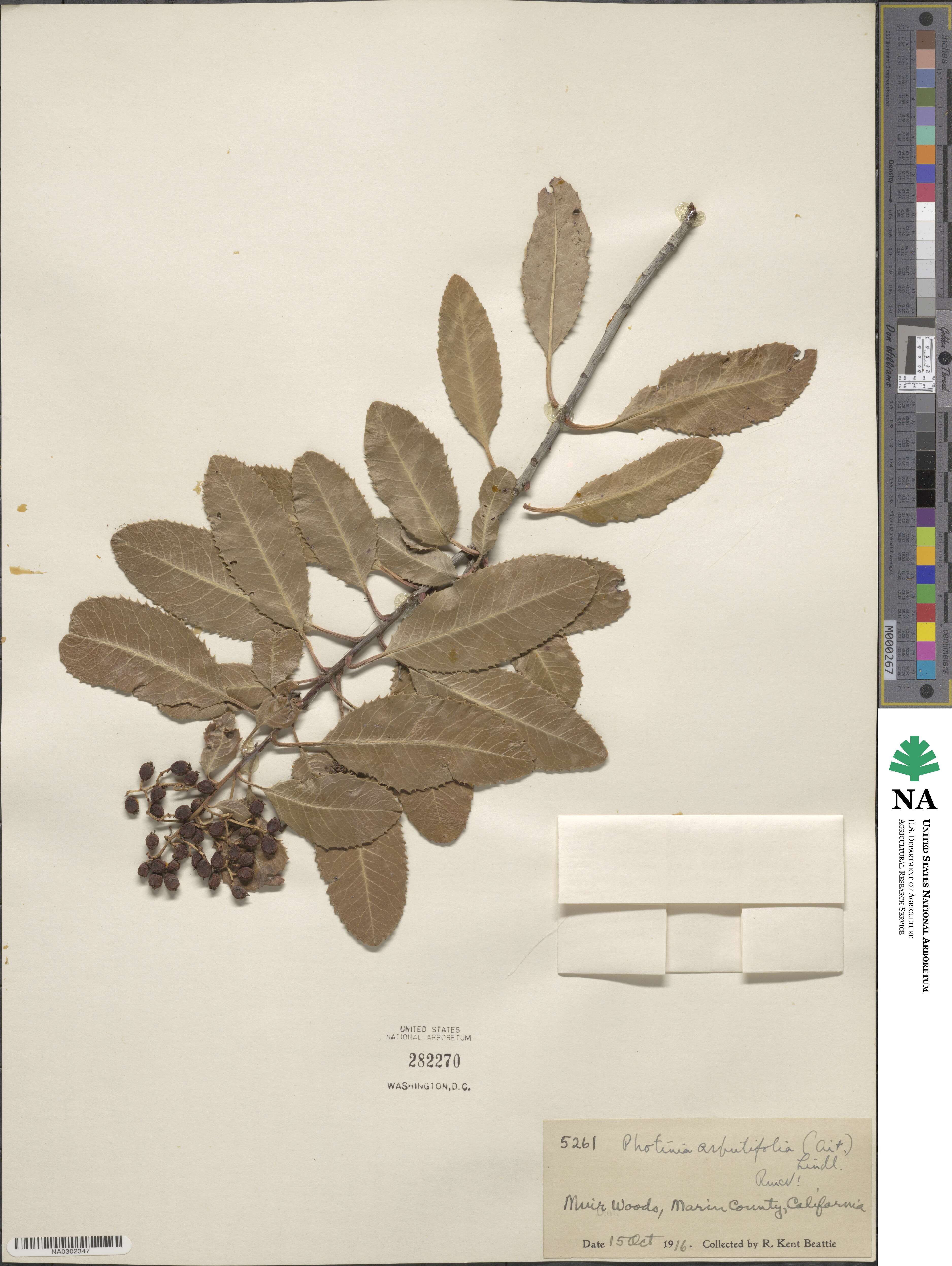 Heteromeles image