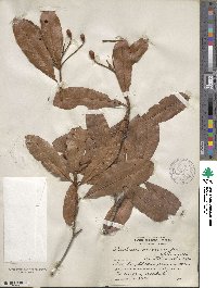 Phippsiomeles microcarpa image