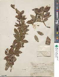 Image Associated With the Occurence