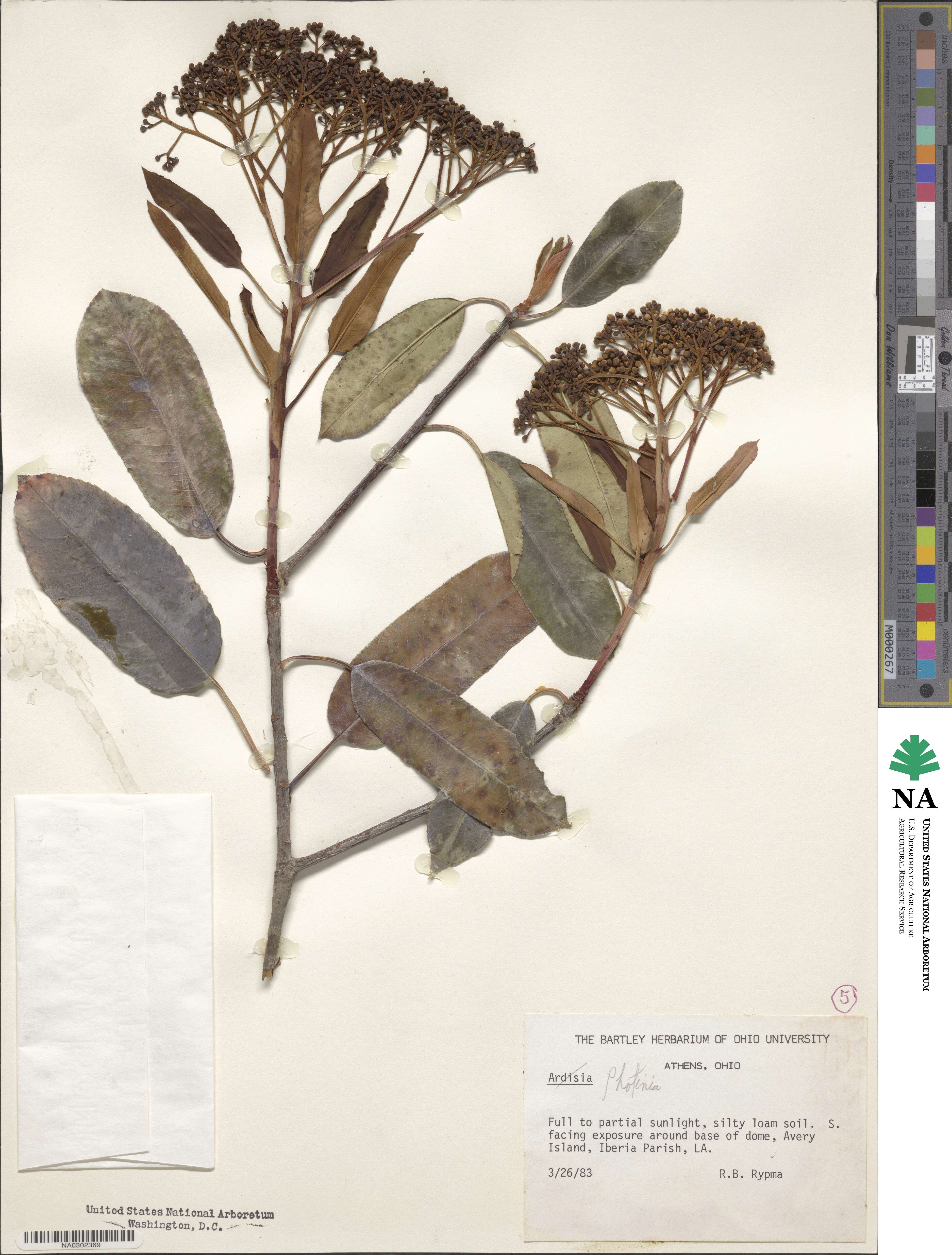 Photinia image