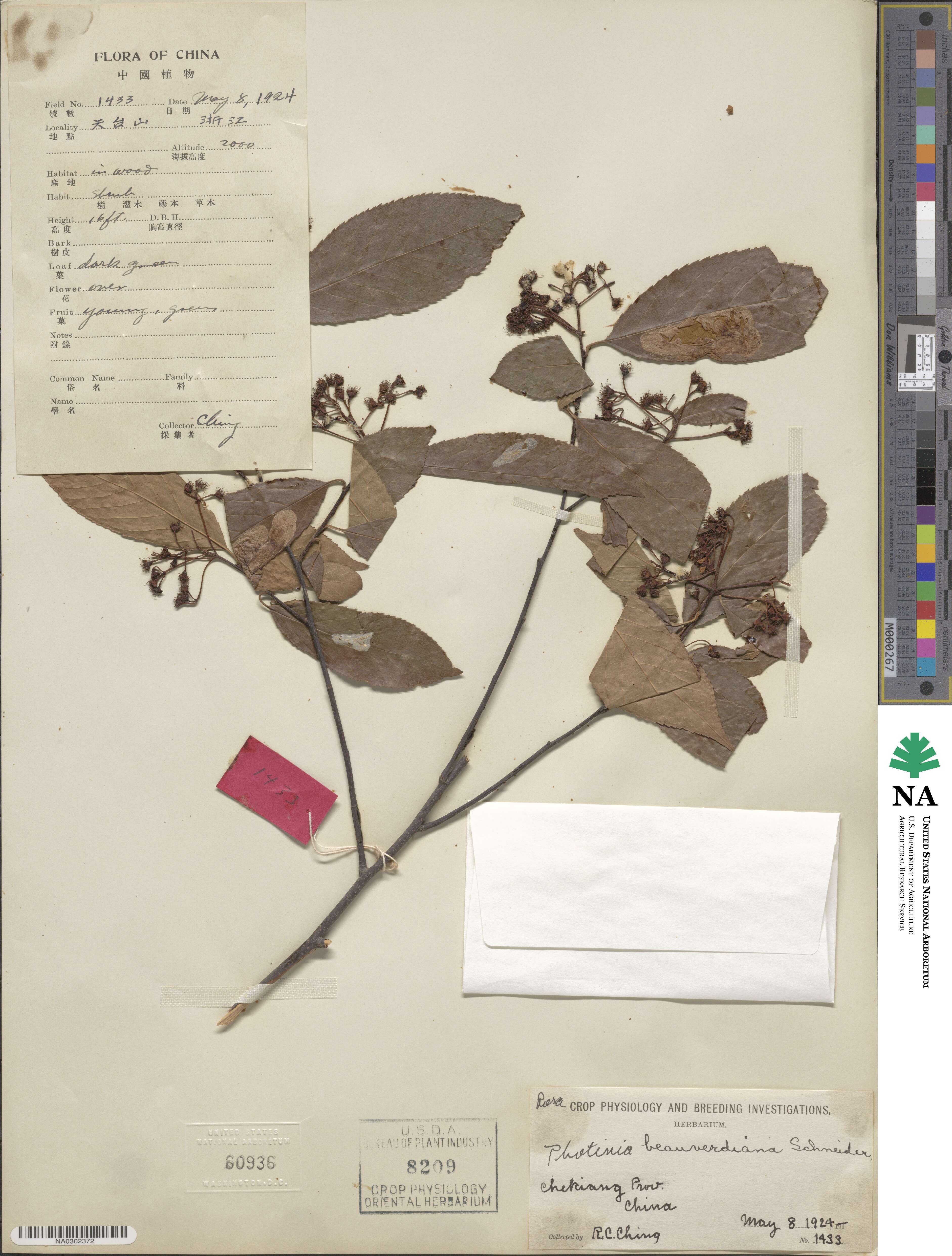 Pourthiaea beauverdiana image