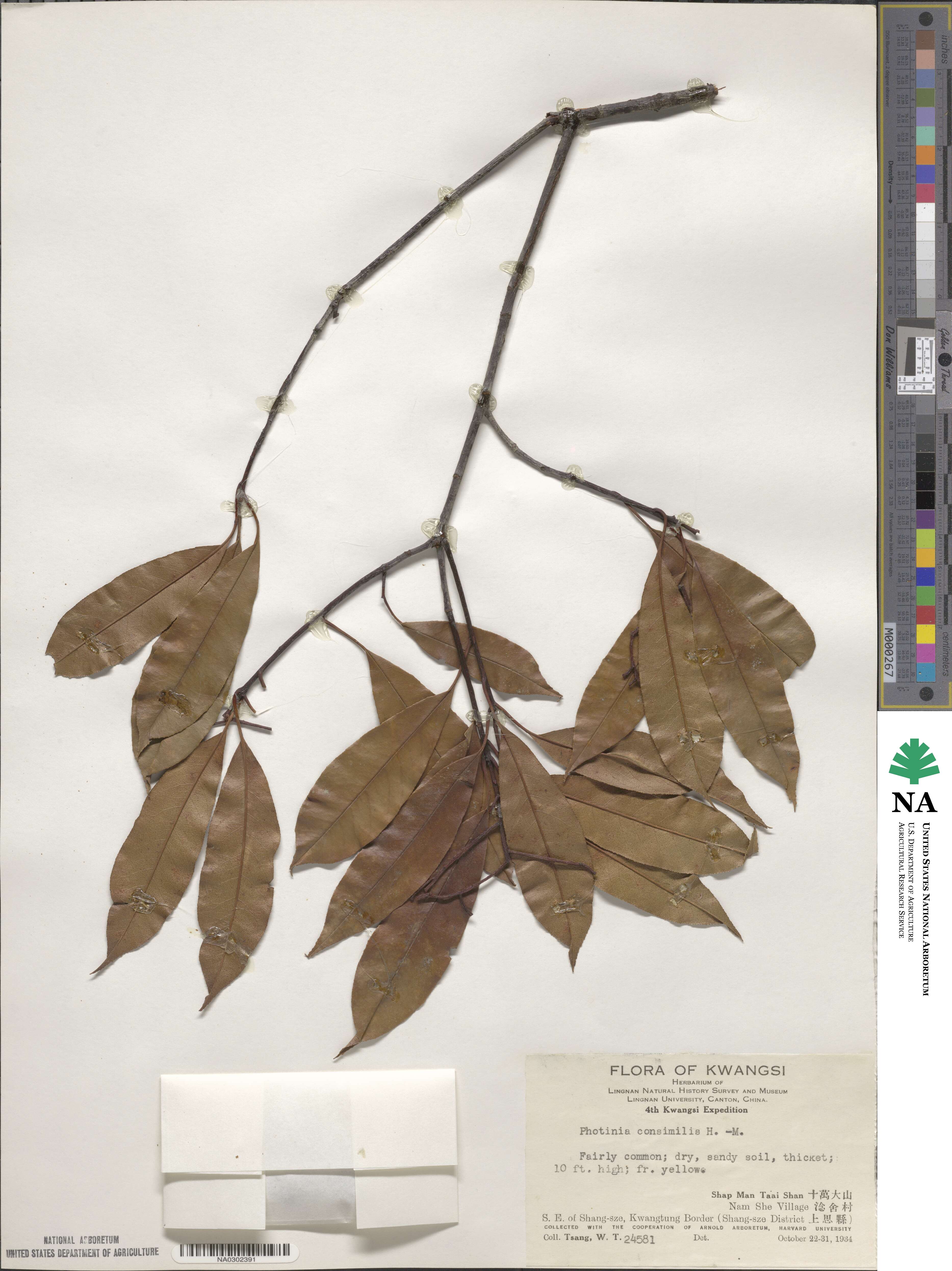 Photinia prunifolia image
