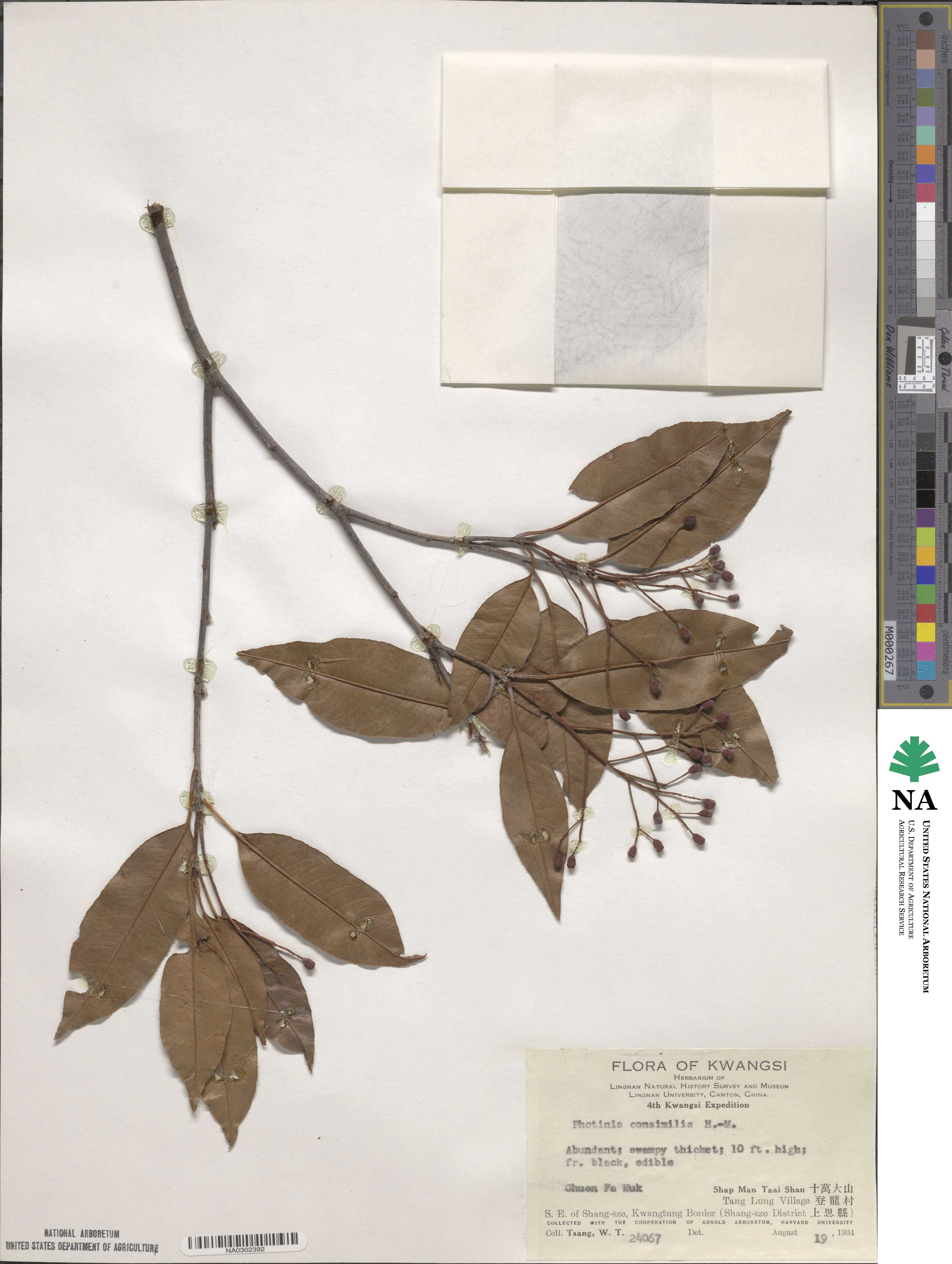 Photinia prunifolia image