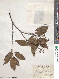 Photinia prunifolia image