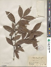 Image of Pourthiaea impressivena