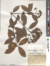 Photinia glabra image