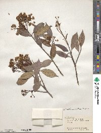 Photinia glabra image