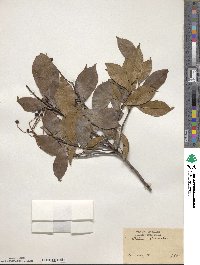 Photinia glabra image