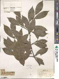 Photinia glabra image