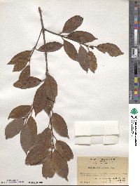 Photinia glabra image