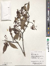 Photinia glabra image