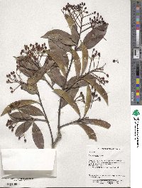 Photinia glabra image