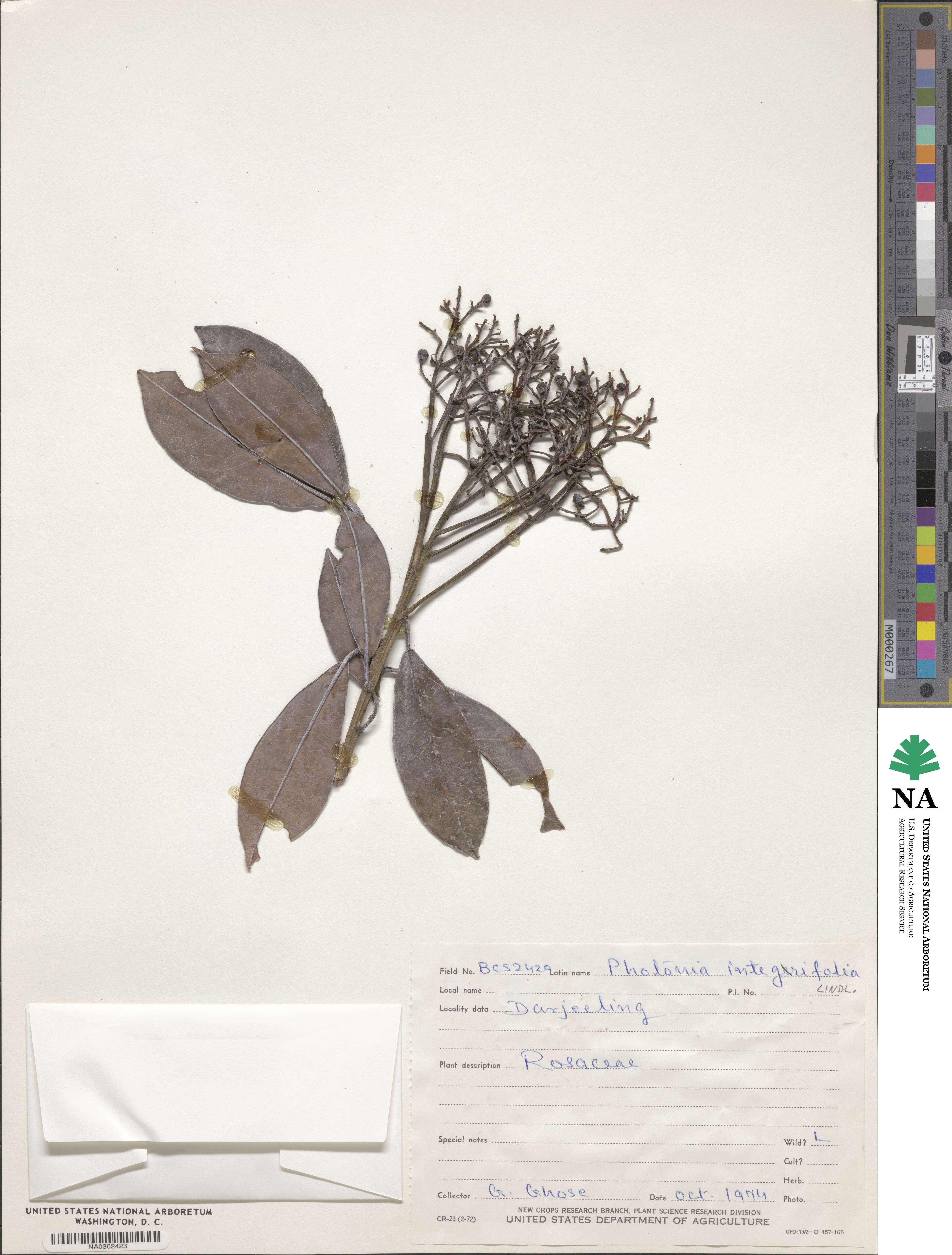 Photinia integrifolia image