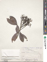 Photinia integrifolia image