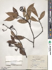 Pourthiaea lucida image