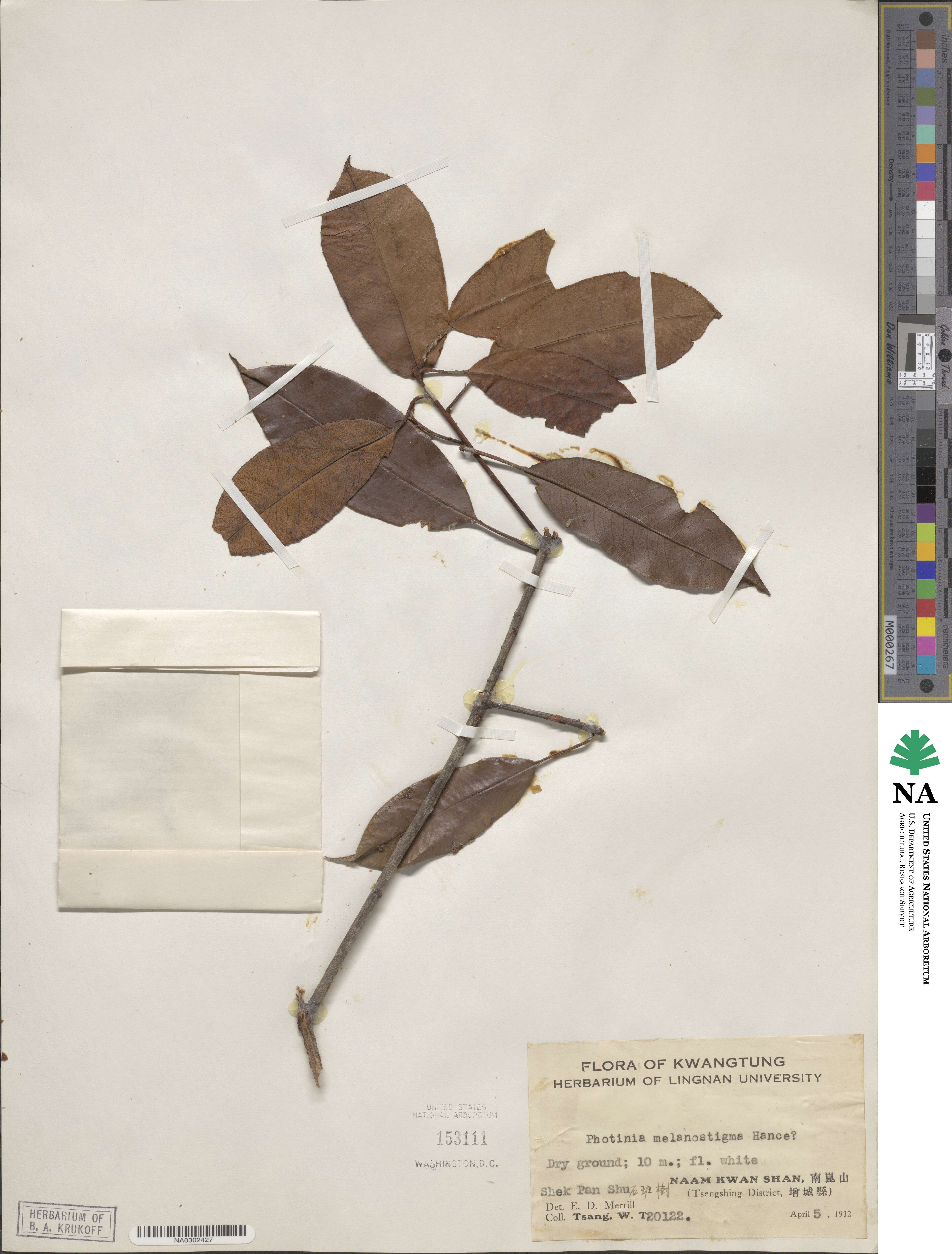 Photinia prunifolia image