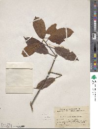 Photinia prunifolia image