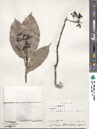 Photinia serratifolia image