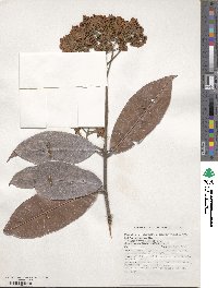 Photinia serratifolia image