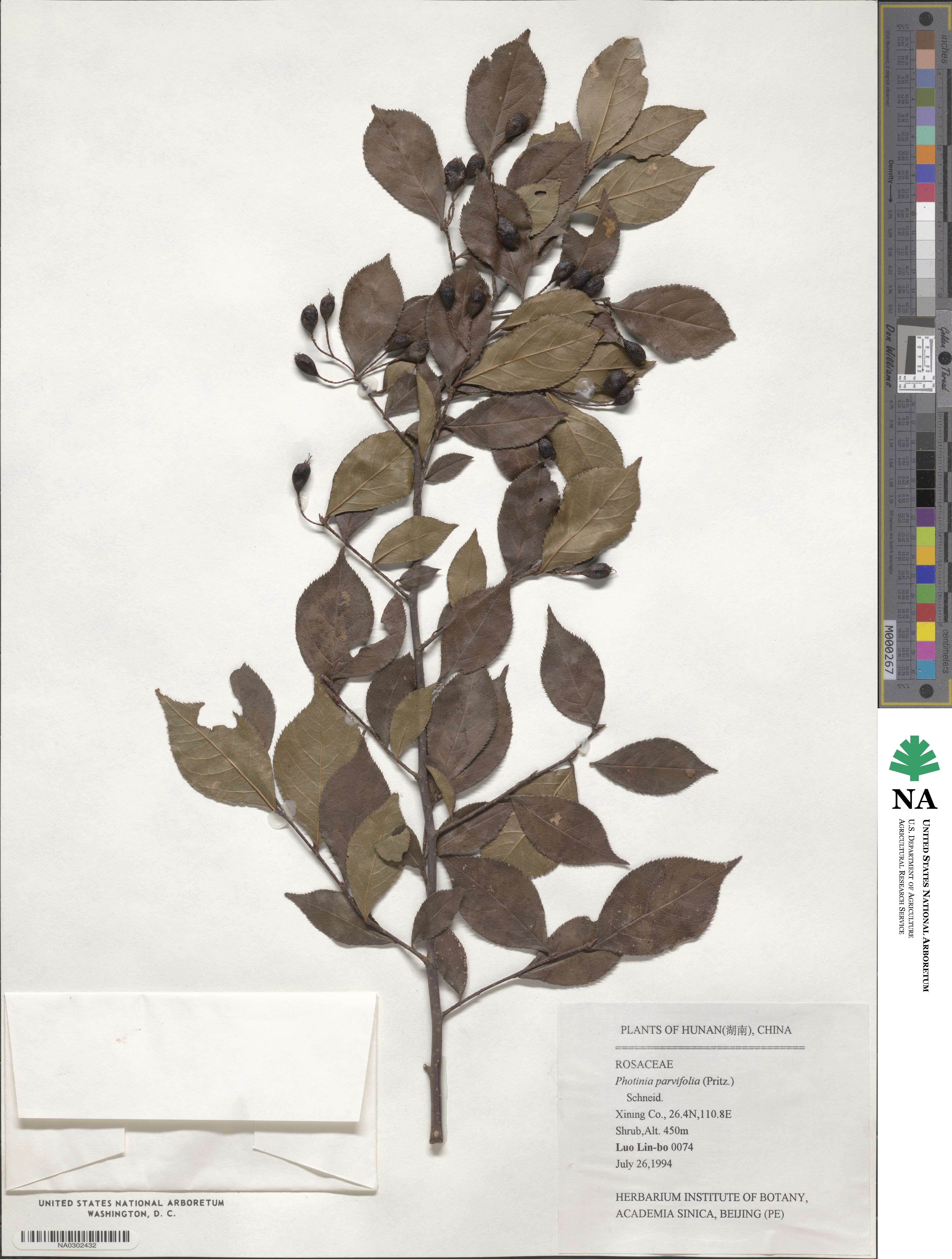 Pourthiaea parviflora image