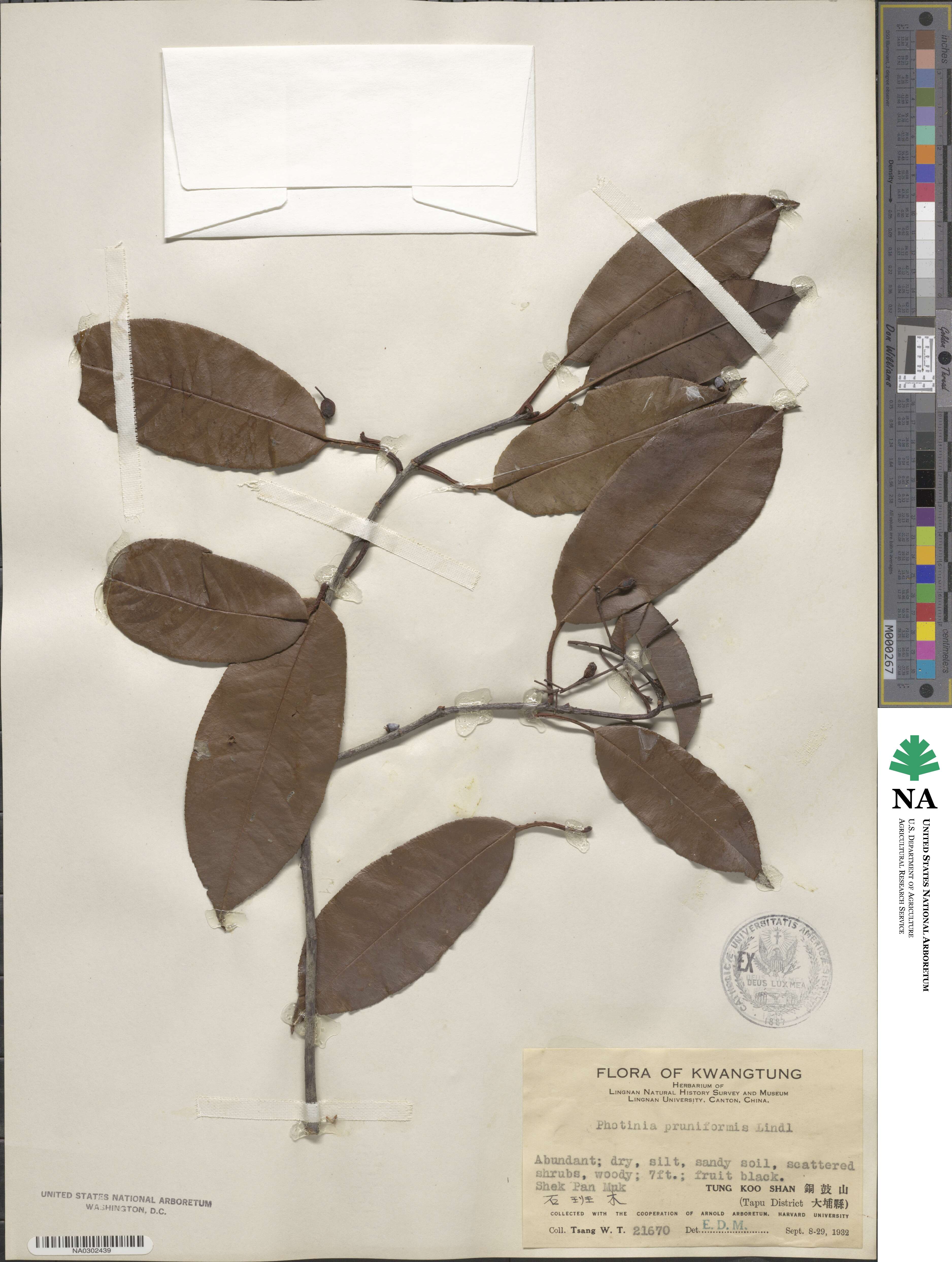 Photinia prunifolia image