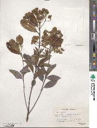 Photinia prunifolia image