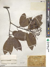 Photinia prunifolia image