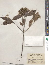 Photinia prunifolia image