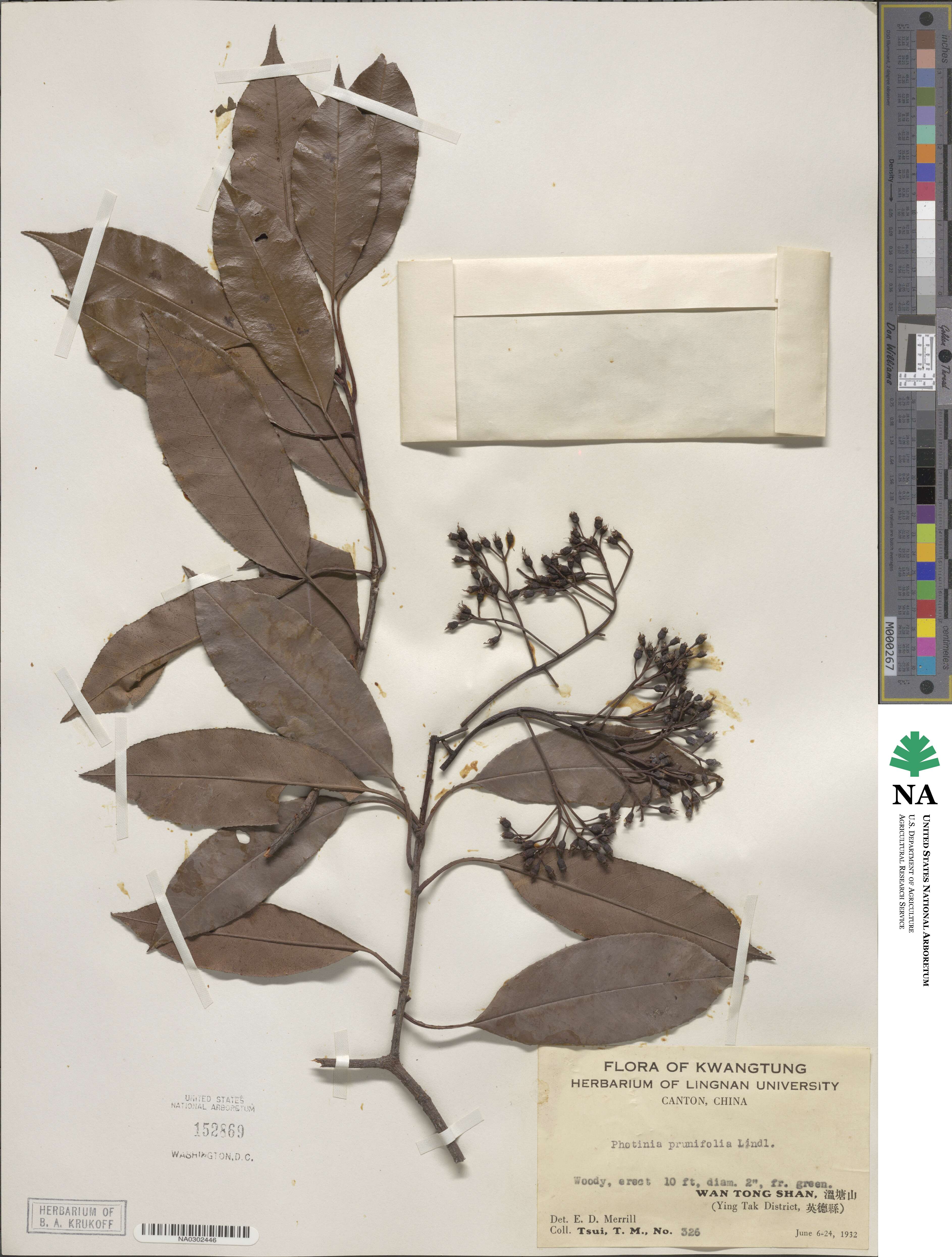 Photinia prunifolia image