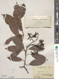 Photinia prunifolia image