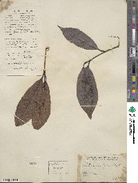 Photinia prunifolia image